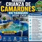 Cria de Camarones